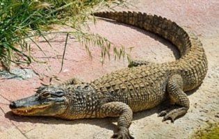 На Одещині з вікна випав... крокодил