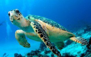23 травня відзначають Всесвітній день черепахи