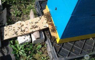 На Волині масово гинуть бджоли: уже втрачено близько 400 сімей (фото)