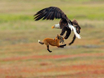 Фотограф відзняв епічну битву за кроля між лисом і орланом (фото)