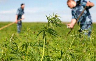 У Харкові коноплю вирощували біля кладовища