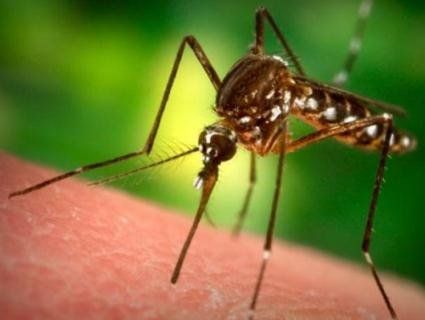 Як боротися з комарами, осами, мурахами