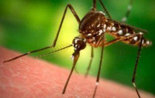 Як боротися з комарами, осами, мурахами