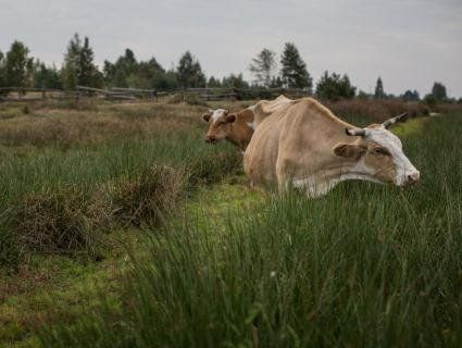 На Рівненщині корови дають швидше парний цезій, ніж молоко