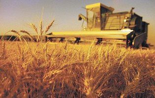 В Україні намолотили перший врожай