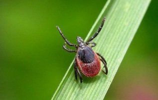 На Харківщині у дівчинки знайшли хворобу Лайма