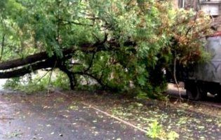 У Києві під час грози дерево вбило жінку