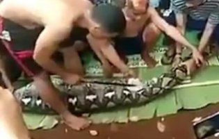 В Індонезії зниклу домогосподарку знайшли всередині дев’ятиметрового пітона (відео 18+)