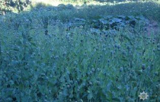 На Волині жінка під хатою виплекала плантацію снотворного маку