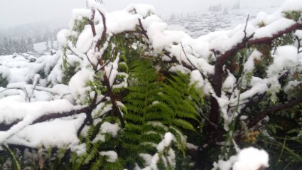У Карпатах посеред літа випав сніг (фото)