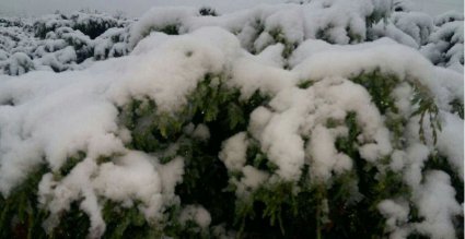 У Карпатах посеред літа випав сніг (фото)