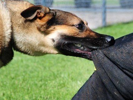 Луцький парк «окупували» агресивні безпритульні собаки