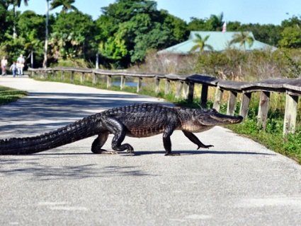 У США безстрашні дівчата врятували крокодила від проїжджаючих авто (відео)
