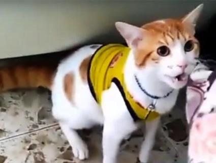 Кумедний кіт-уболівальник став хітом Інтернету (відео)