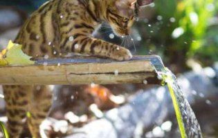 Чого чекати українцям від погоди цього літа і що буде з врожаєм