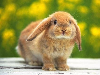Екзотика для кролика