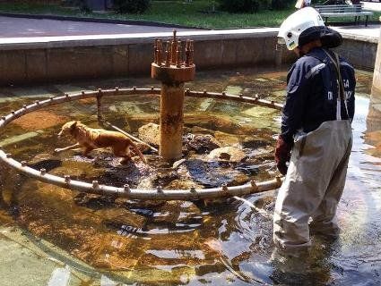 У Полтаві «надзвичайники» рятували пса, застряглого у фонтані