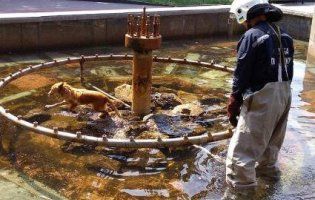 У Полтаві «надзвичайники» рятували пса, застряглого у фонтані