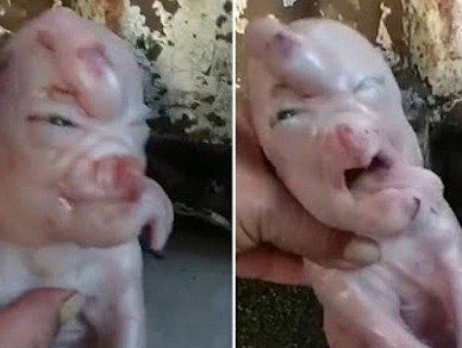 У Китаї народилося порося-мутант з людським обличчям (відео 18+)