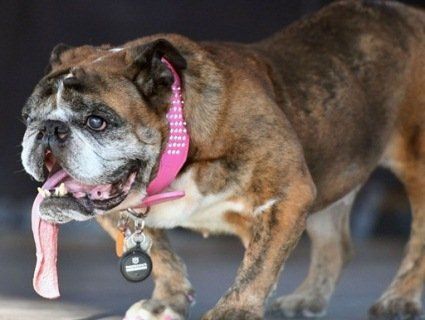 Померла найбільш потворна в світі собака