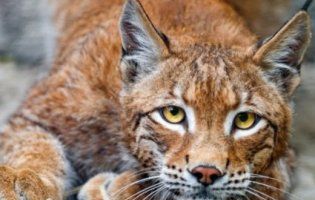 У Луцьк їде завидний черкаський холостяк