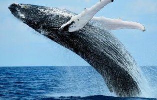 23 липня відзначають Всесвітній день китів і дельфінів