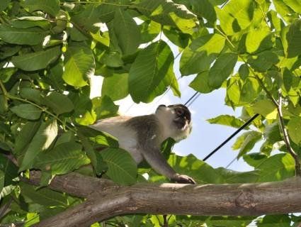 На Одещині вирвалися на волю дуже небезпечні мавпи (відео)