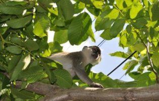 На Одещині вирвалися на волю дуже небезпечні мавпи (відео)