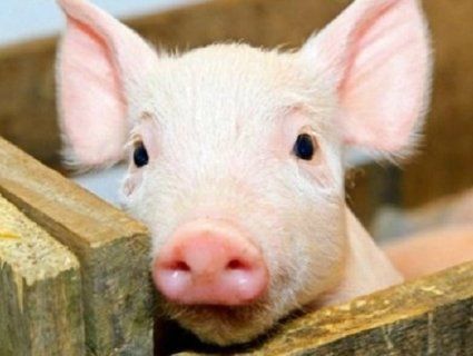 Причиною смороду в Луцьку є свині?