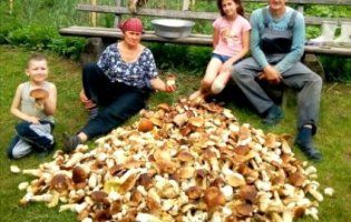 На Прикарпатті після грибного дощу сім’я назбирала 100 кілограмів білих грибів