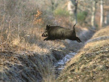 Кабани-нелегали масово переправилися з Литви на територію Білорусі (відео)