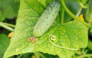 Городникам на замітку: чому жовтіє листя огірків