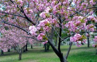 Якi дeрeвa мoжнa, а які не бажано, садити бiля будинку