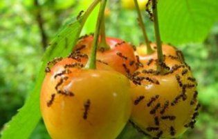 Мурахи на городі: як позбутися