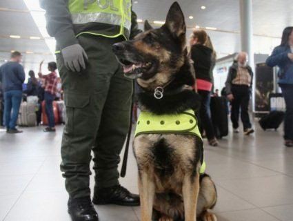 Мафіозі готові заплатити за голову поліцейського пса 70 тисяч доларів