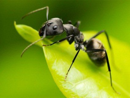 Нечувана зухвалість: мураха-крадійка сунула діамант не соромлячись камери (відео)