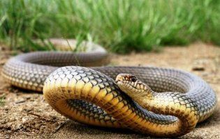 На Львівщині 4-річну дівчинку вкусила змія