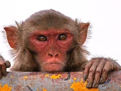 В Індії мавпа взяла у заручники малюка (відео)