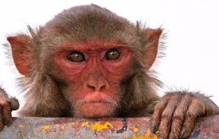 В Індії мавпа взяла у заручники малюка (відео)