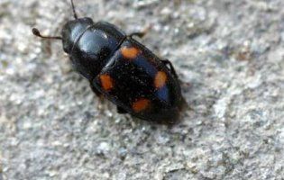 В селі на Тернопільщині – нашестя дивних жуків