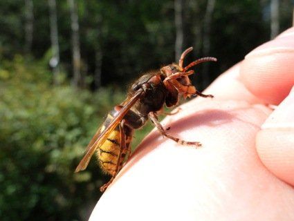 На Волині підлітка атакували шершні. Хлопець у реанімації