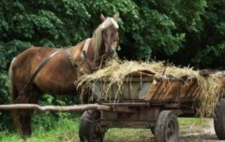 На Тернопільщині смертельне падіння з воза