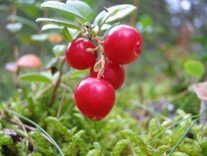 Журавлина: найкорисніша ягода для тиску