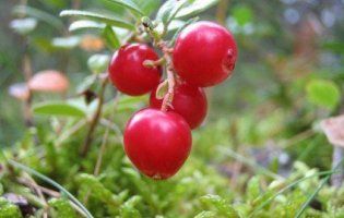 Журавлина: найкорисніша ягода для тиску