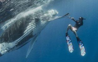 Велетенський кит «дав п’ять» аквалангістці (фото)