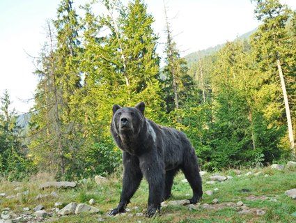 На Франківщині фотограф-грибник набрів у лісі на ведмедя (фото)
