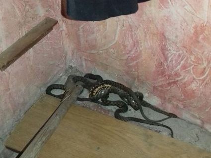 У Херсоні в житловому будинку виявили кубло гігантських змій