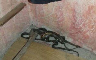 У Херсоні в житловому будинку виявили кубло гігантських змій
