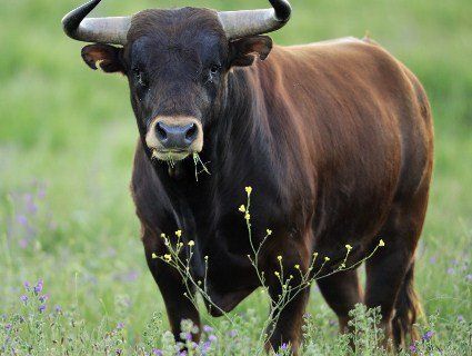 У Тернопільській області бик-убивця позбавив життя чоловіка