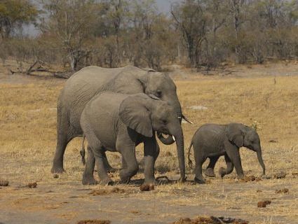 Туші 87 слонів, убитих через бивні, знайшли у Ботсвані (фото)